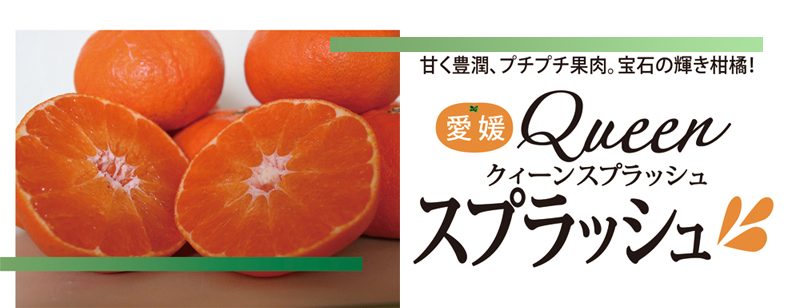 愛媛Queen（クィーン）スプラッシュ